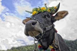 vache reine avec fleur couronne photo