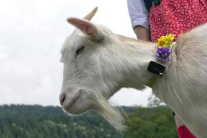 mouton proche en haut portrait dans le Montagne photo