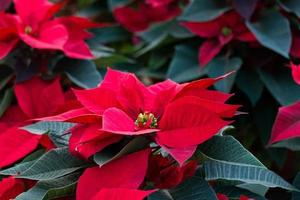 poinsettia étoile de noël détail de la plante photo