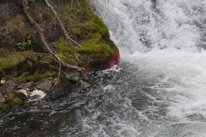 russe chutes, dans Kenai péninsule, Alaska photo