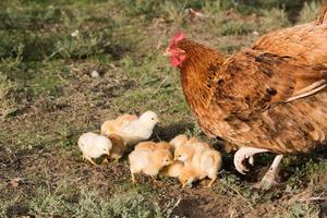 couvaison poule et poussins dans une ferme photo