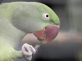 oiseau perroquet vert d'afrique photo