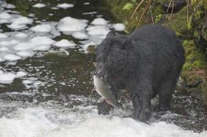 ours noir isolé tout en mangeant un saumon en alaska photo