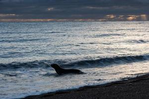 Lion de mer de Patagonie sur la plage photo