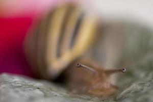 antenne escargot gros plan portrait photo