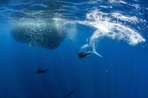 marlin rayé et lion de mer chassant dans une boule d'appâts à la sardine dans l'océan pacifique photo