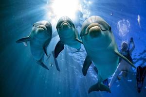 Trois dauphins close up portrait sous l'eau tout en vous regardant photo