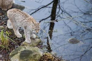 lynx dans l'herbe photo