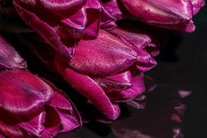 bouquet de tulipes pour le vacances. aux femmes jour, la Saint-Valentin jour, Nom journée. sur une foncé Contexte avec réflexion. photo