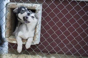 chiot chien husky de deux mois photo