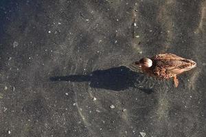 Canard colvert femelle sur l'eau avec ombre photo