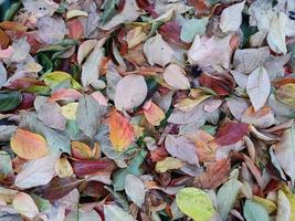 tapis de feuilles de feuillage en automne photo