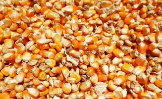 blé des graines sont séché dans le Soleil ,texture de sec blé des graines photo