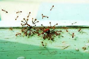 le rouge fourmis' coopération, porter mort insectes photo
