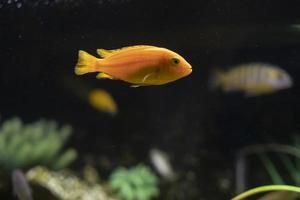 poisson dans l'eau. la vie dans aquarium. poisson parmi les plantes à profondeur. photo