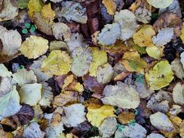 tapis de feuilles de feuillage en automne photo