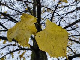 tapis de feuilles de feuillage en automne photo