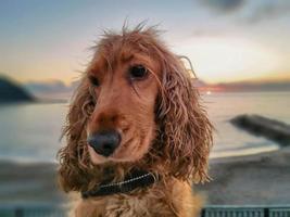 content chien cocker épagneul en jouant à le plage à le coucher du soleil photo