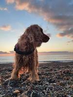 content chien cocker épagneul en jouant à le plage à le coucher du soleil photo