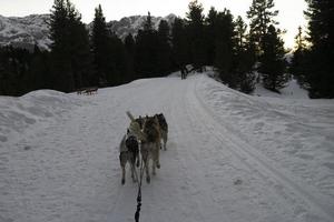 chien de traîneau dans les montagnes enneigées au coucher du soleil dans les dolomites photo