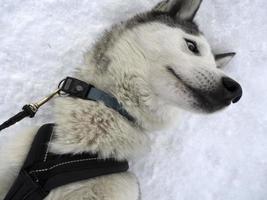 portrait de chien de traîneau husky dans les montagnes enneigées vous regarde photo