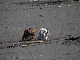 heureux, chien, cocker, jouer, plage photo