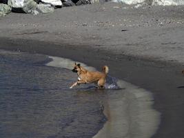 heureux, chien, cocker, jouer, plage photo