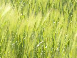 champ d'épis de blé vert déplacé par le vent photo