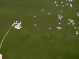 Pomme de douche de pissenlit graines macro photo