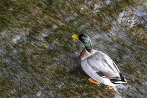 sauvage canard dans le l'eau photo