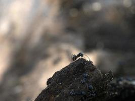 fourmis à l'intérieur fourmilière dans le bois photo