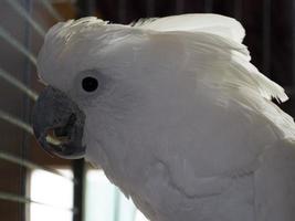 oiseau cacatua dans une cage photo