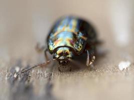 insecte coléoptère métallique vert chrysolina photo