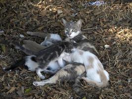 mère chat allaitant des chatons nouveau-nés photo