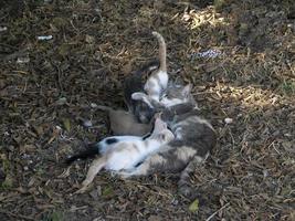 mère chat allaitant des chatons nouveau-nés photo