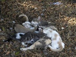 mère chat allaitant des chatons nouveau-nés photo