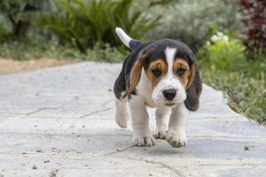 nouveau née chiot beagle chien à venir à vous photo