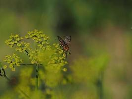 noir et Jaune mouche sur Jaune fleur photo