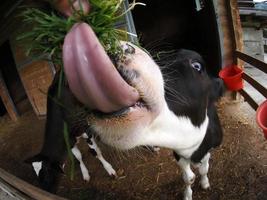 jeune veau de vache mangeant de l'herbe de la main humaine photo