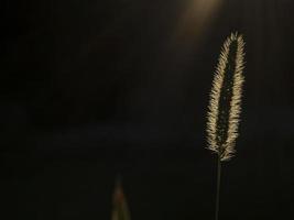 herbe pointe dans le noir Contexte dans le Soleil lumière photo