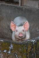 rose porc à la recherche à vous proche en haut portrait photo