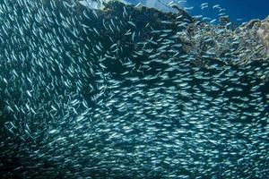 Banc de sardines sous l'eau photo