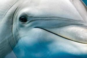 Dolphin close up portrait détail tout en vous regardant photo