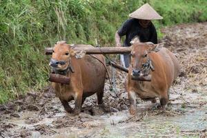 homme en labourant une rizière à bali avec une charrue à vache photo