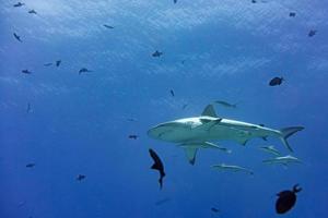 requin gris prêt à attaquer sous l'eau photo