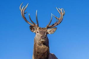 portrait de cerf tout en vous regardant en hiver photo