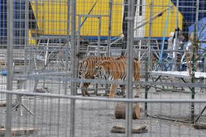 tigre en cage de cirque photo