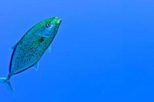 rouge mer poisson proche en haut portrait photo