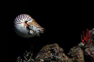 Nautilus sous l'eau sur fond noir gros plan photo