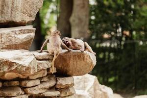 famille de singes indiens jouant et s'amusant sur le rocher. photo